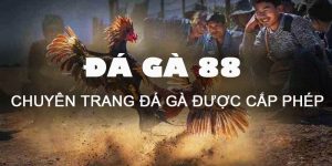 Chuyên trang Đá Gà 88 có giấy phép cá cược IOM